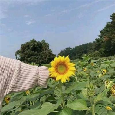 阿卡夏计划台服官方版下载